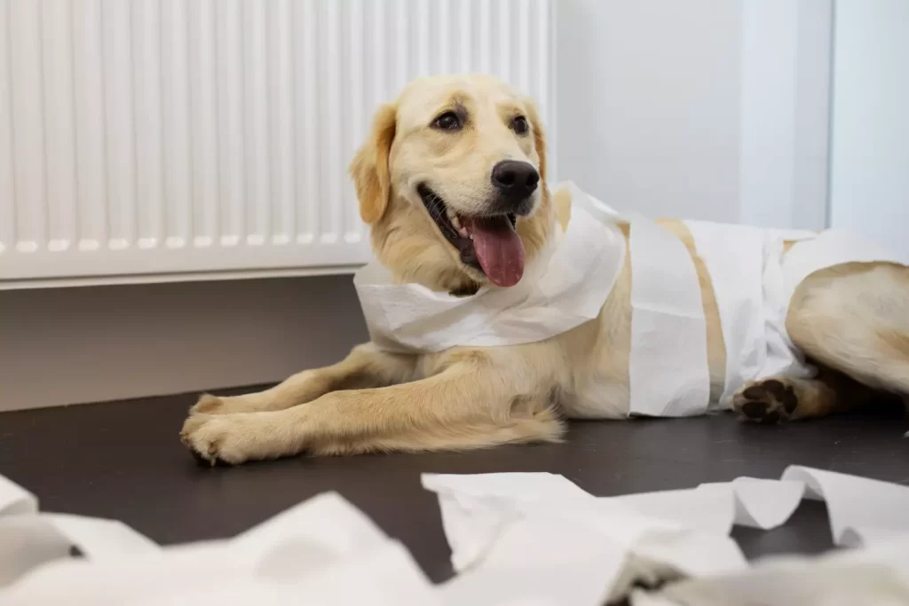 La Importancia de la TTA en la ortopedia veterinaria