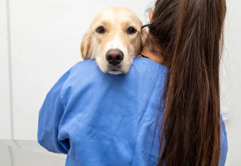 Infecciones urinarias en perros