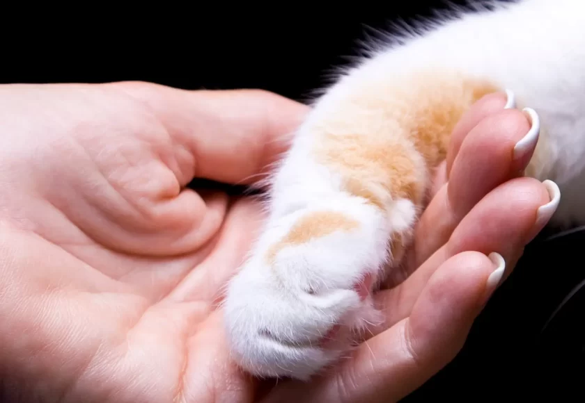 Problemas musculoesqueleticos