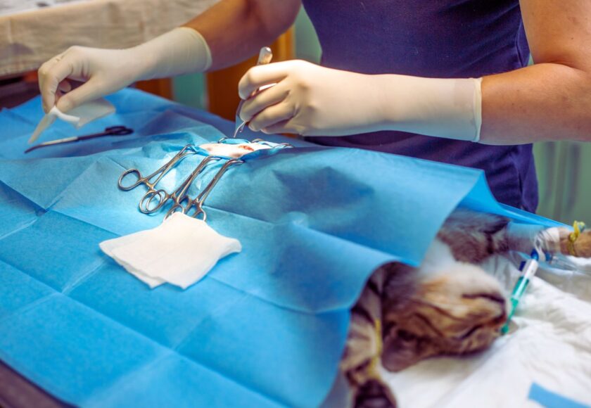 ACTIVADOR TISULAR DEL PLASMINÓGENO