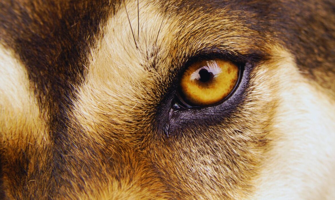 Úlceras Corneales Perforadas