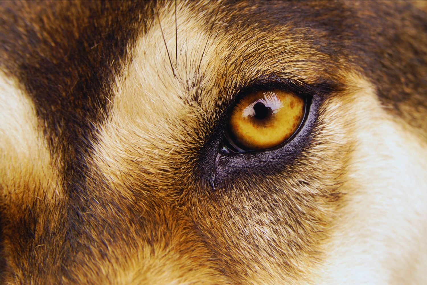 Úlceras Corneales Perforadas