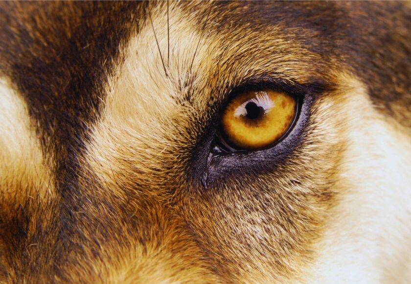 Úlceras Corneales Perforadas