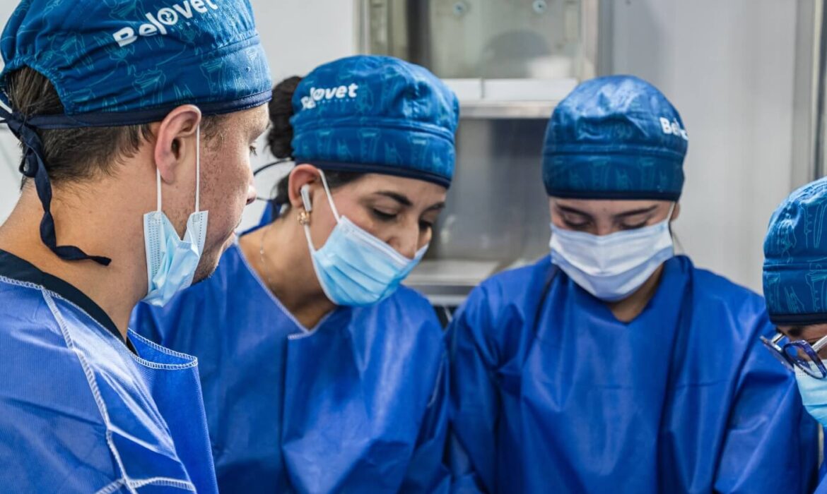 cirugía veterinaria
