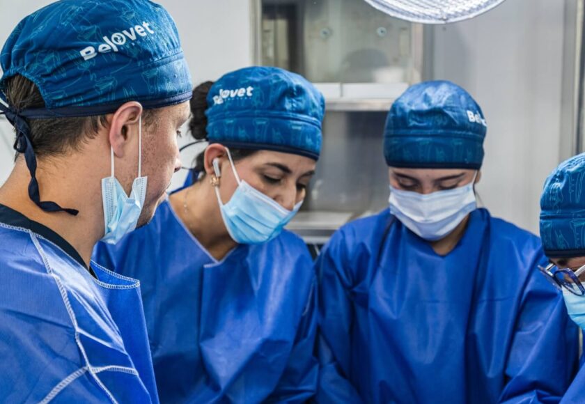 cirugía veterinaria