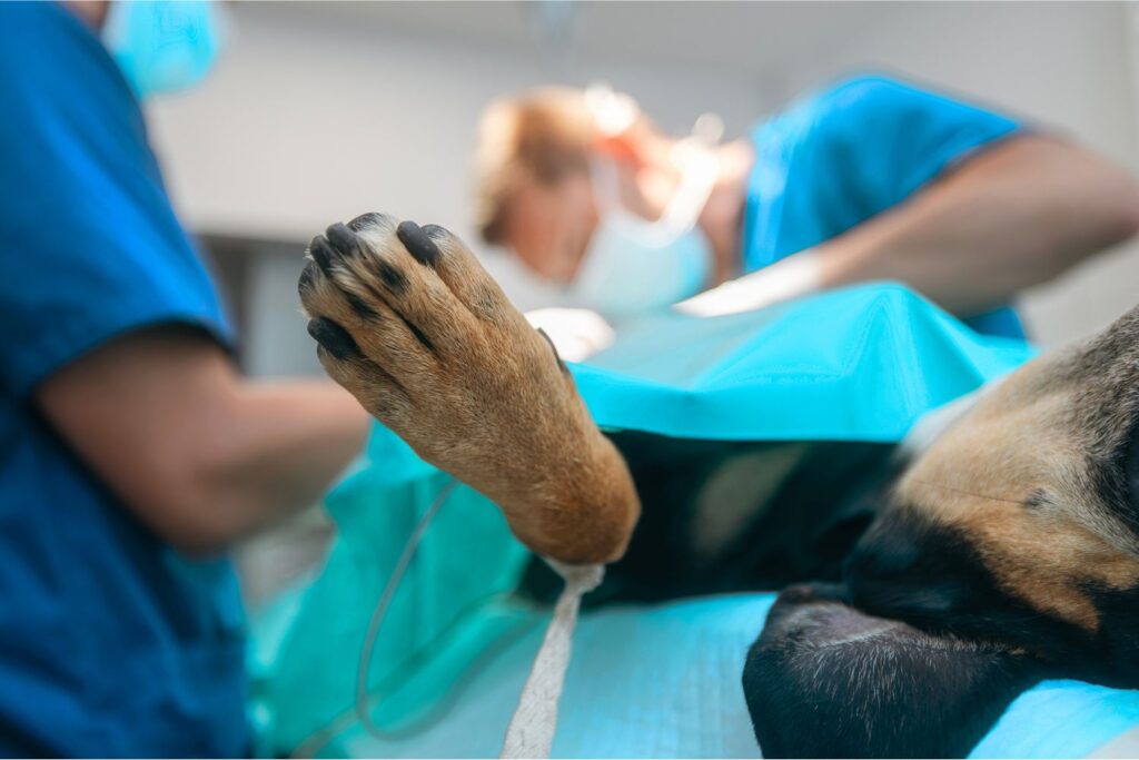 pseudoartrosis hipertrófica