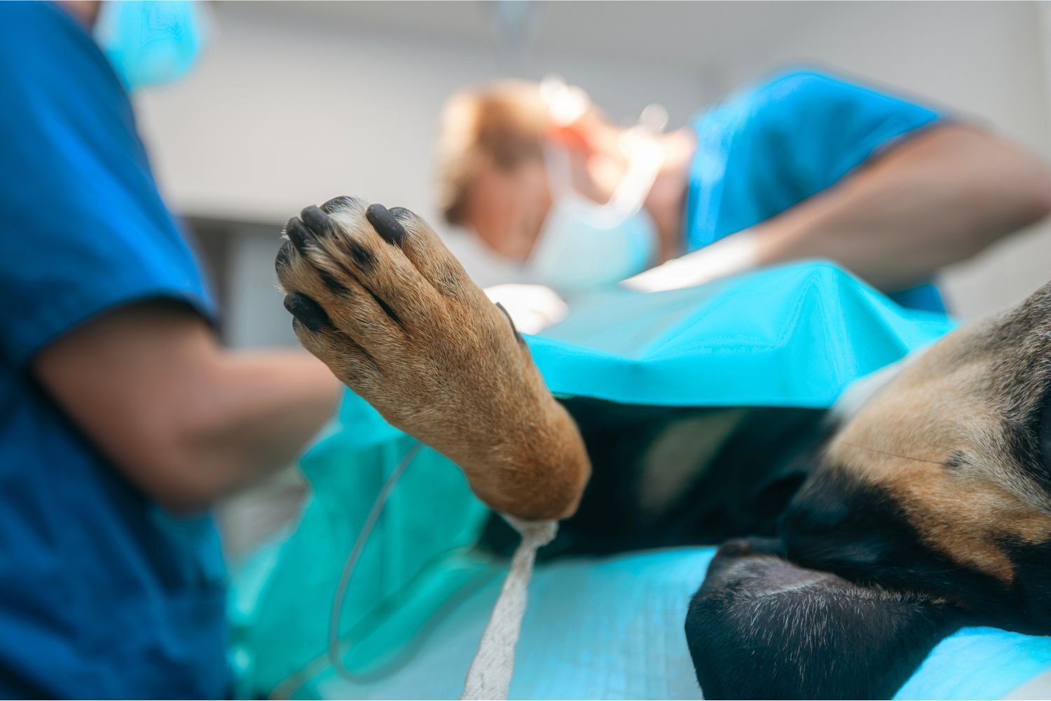 pseudoartrosis hipertrófica