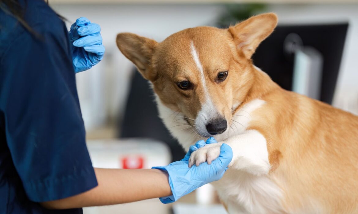 ortopedia veterinaria