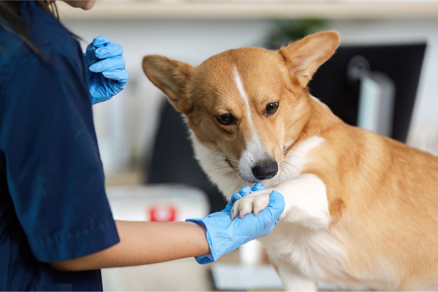 ortopedia veterinaria