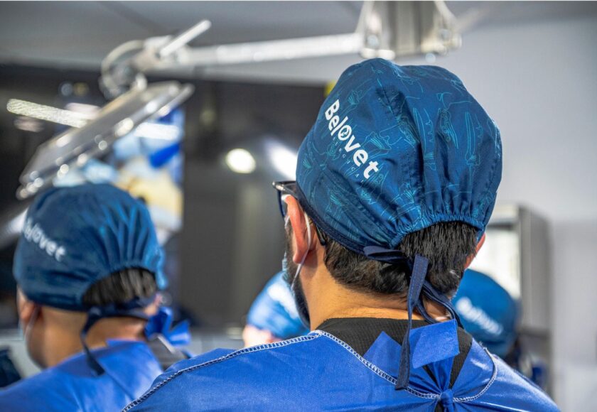 Cirugía gastrointestinal en perros y gatos