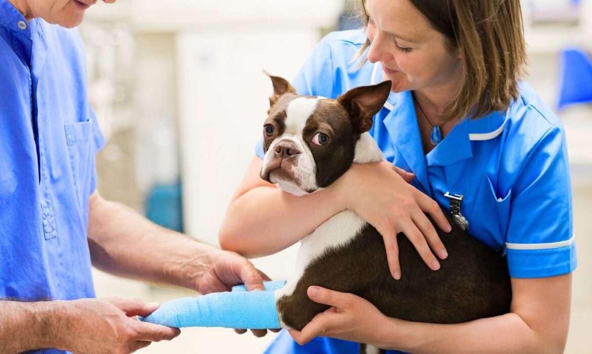 veterinario ortopedista