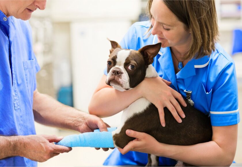 veterinario ortopedista