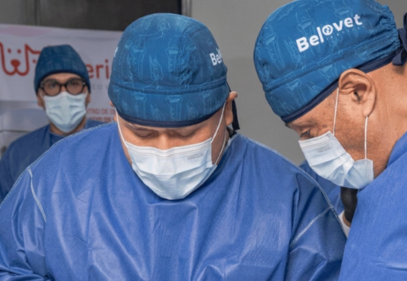 Instrumental quirúrgico en cirugía veterinaria